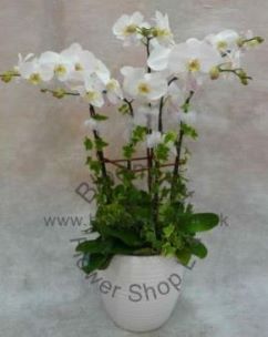 CODE 97996 - Sympathy Orchid Floral Arrangement